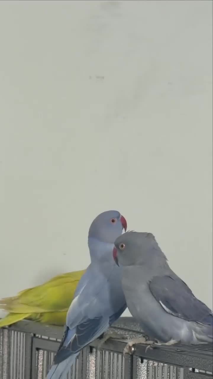 Conures birds for sale: Rare Colour Young Indian Ringneck Parrot & Conures - Video 1
