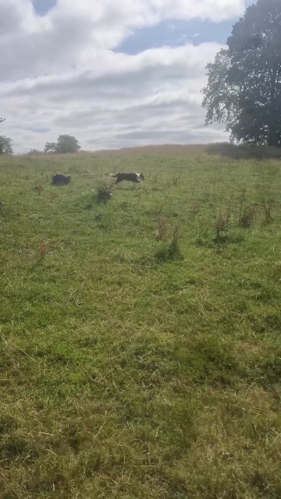Border Collie dogs for sale: Red and Blue Merle Collies - Video 1