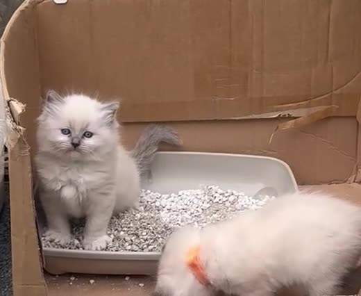 Ragdoll cats for sale: Beautiful Ragdoll kittens - Video 1