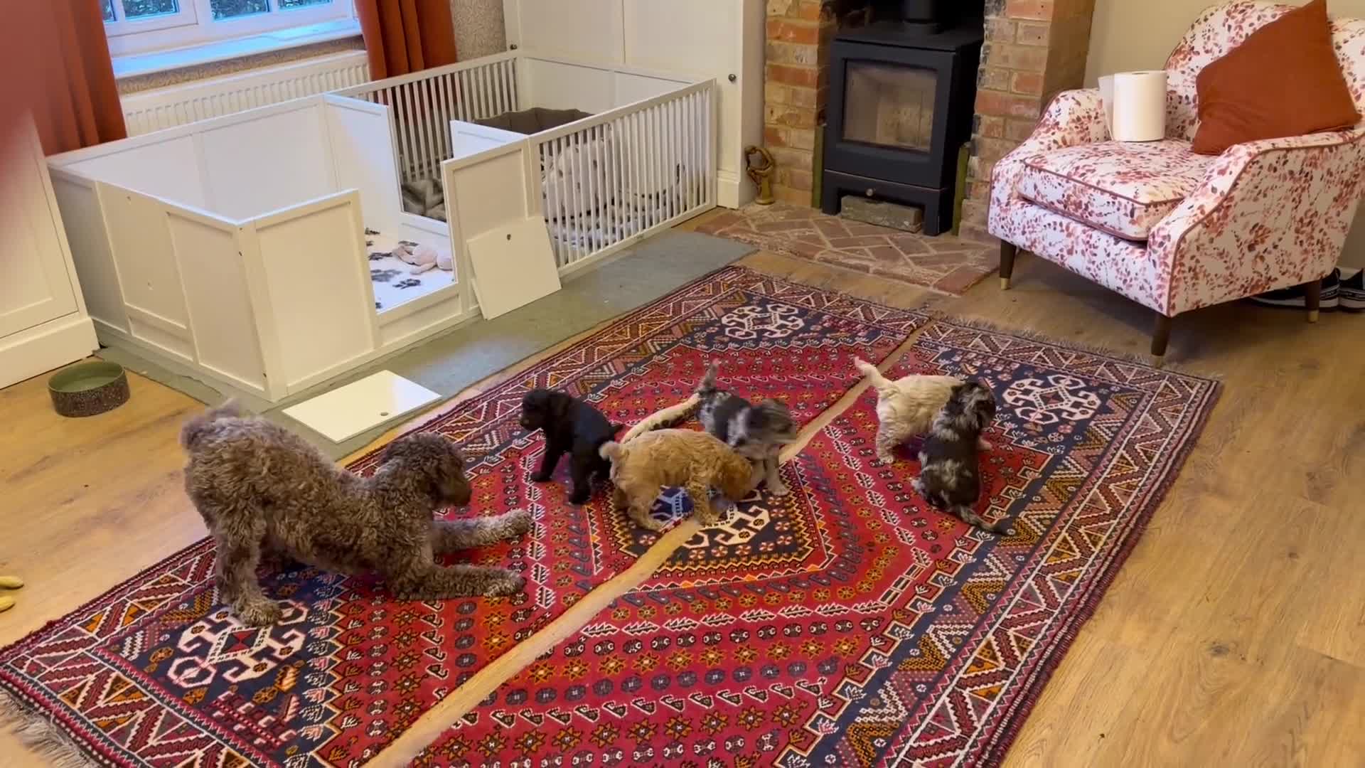 Labradoodle dogs for sale: Multigenerational miniature labradoodle in Salisbury - Video 1