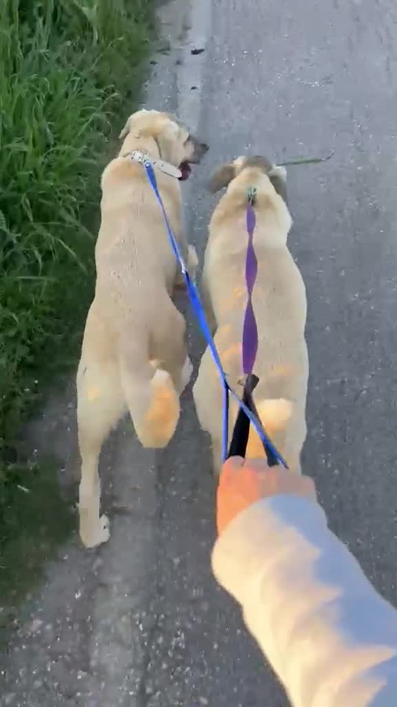 Anatolian Shepherd dogs for adoption: Teddy – 7 Months Old Gentle Anatolian Shepherd  - Video 1