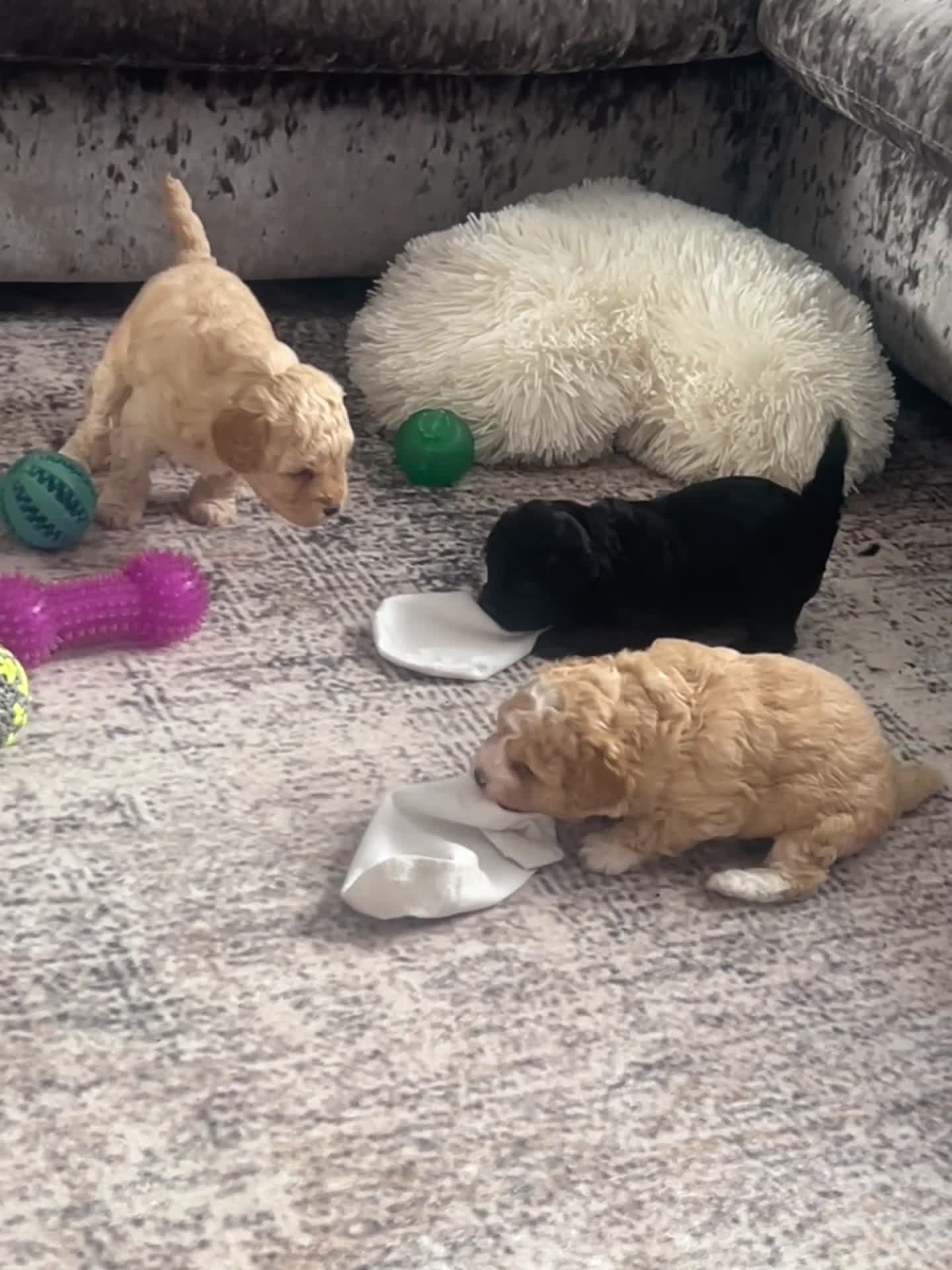 Mixed Breed dogs for sale: Beautiful Cavapoo/shihpoo Puppies - Video 2