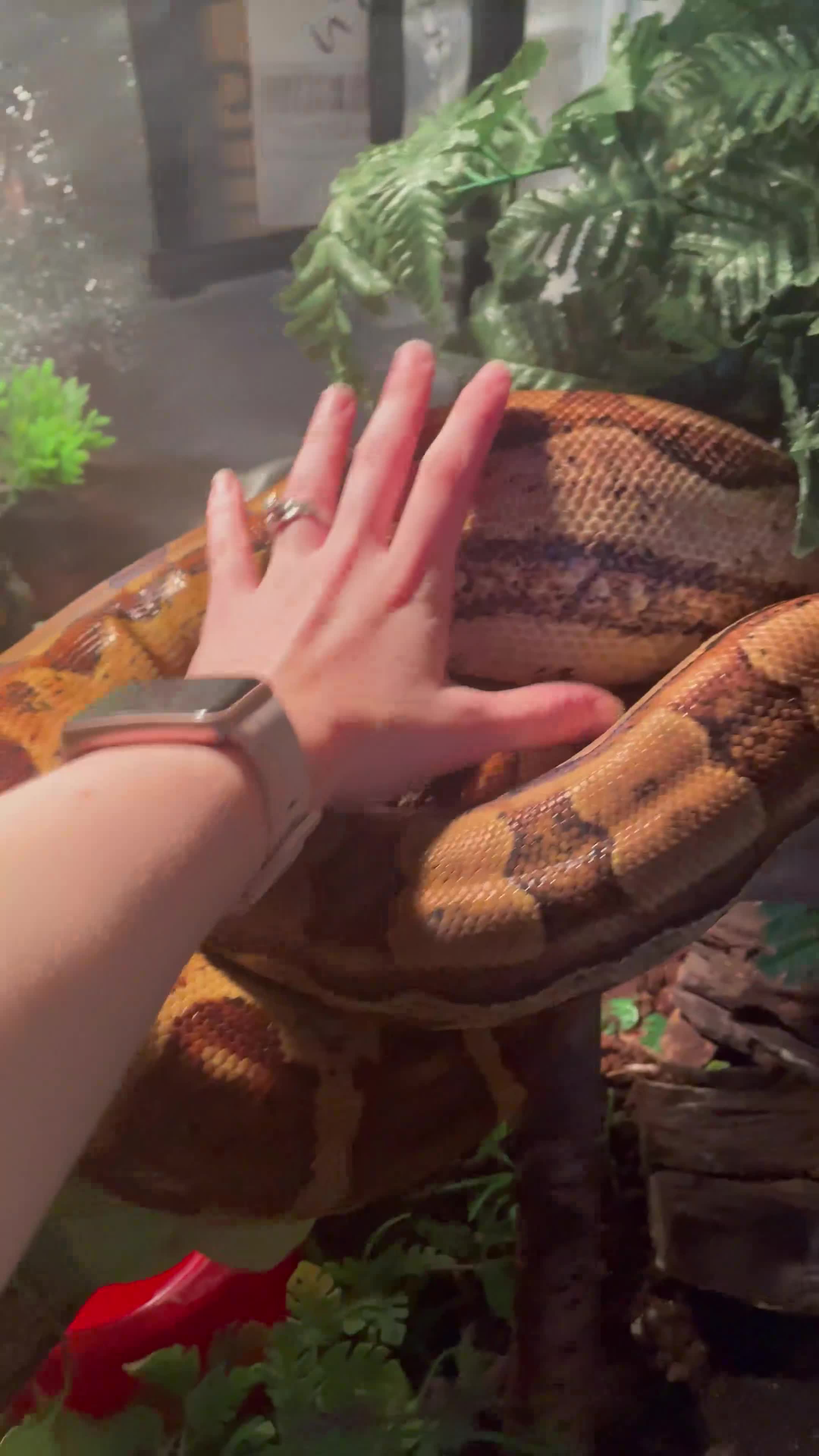 Boa Snake reptiles for sale: 6FT Boa + Full LARGE Setup  - Video 2