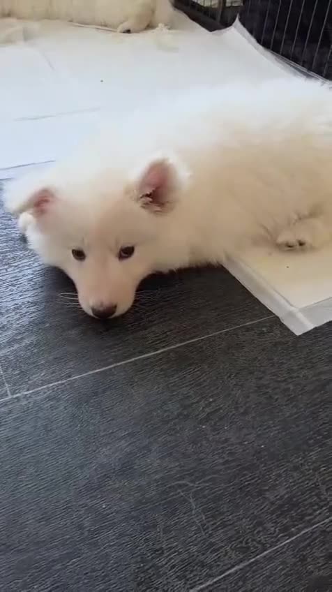 German Shepherd dogs for sale: Straight back white german shepherd  in Leeds - Video 1