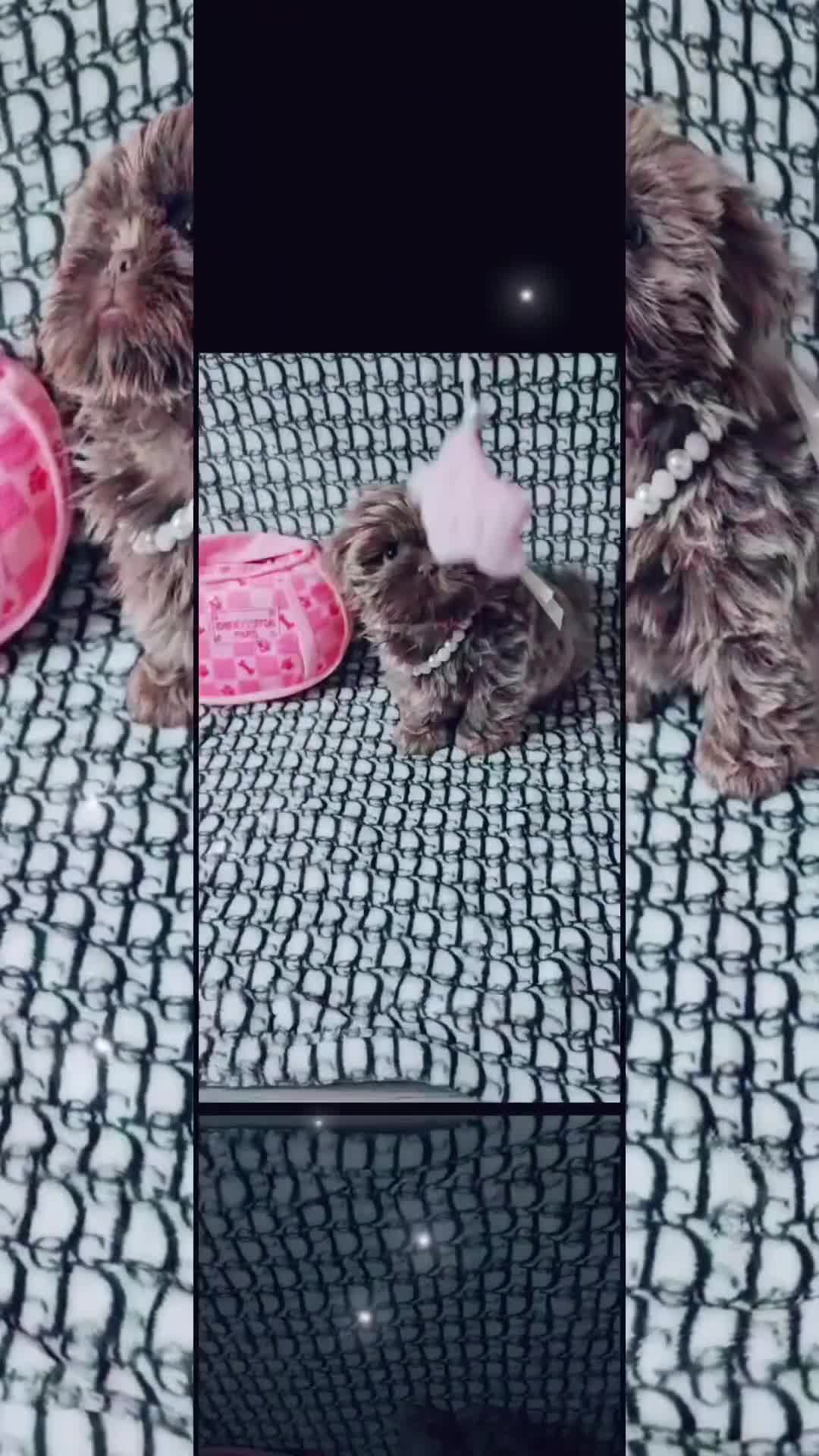 Shih Tzu dogs for sale: Exquisite KC Doll Faced LILAC BOY Imperial 🎀 - Video 2