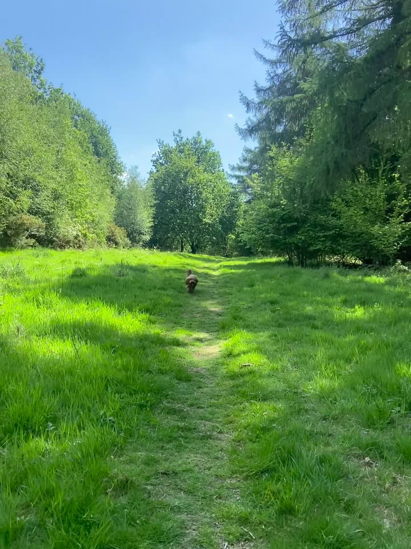 Cockapoo dogs for stud: Cockapoo F1 for stud - Video 1