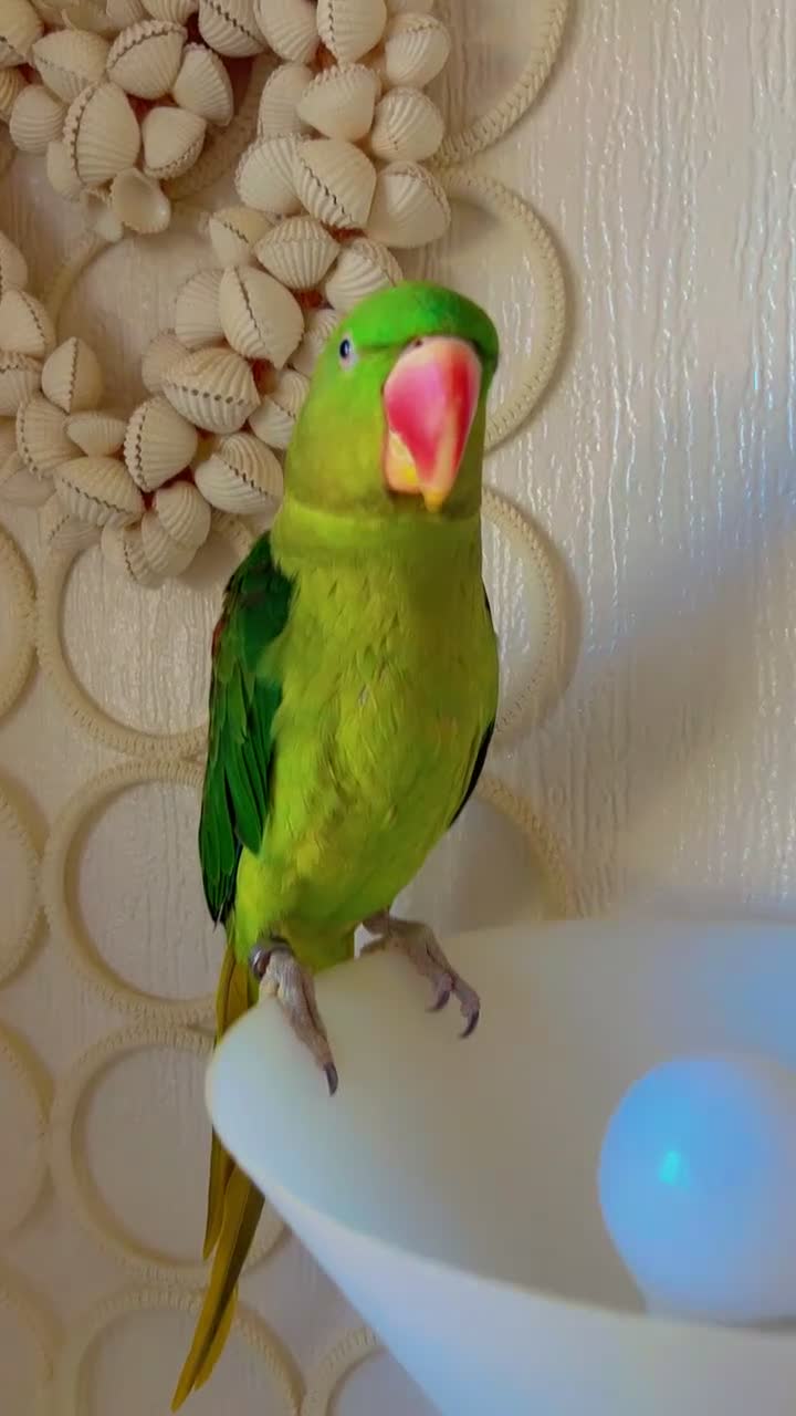 Parrots birds for sale: Alexandrine talking male parrot - Video 2