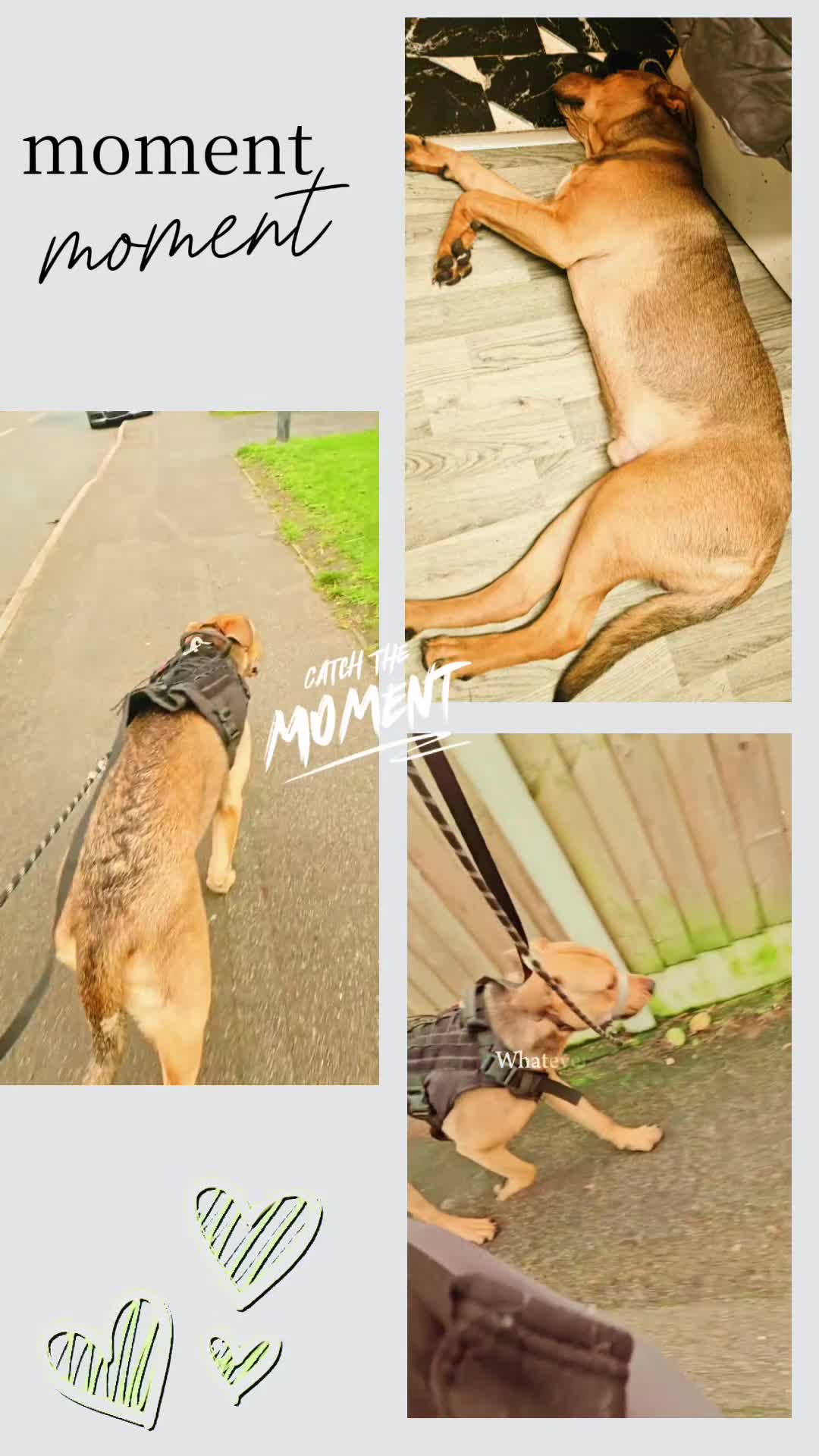 Mixed Breed dogs for sale: Ronnie - Video 2