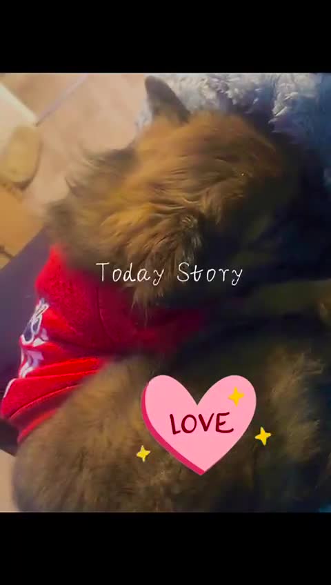 Mixed Breed dogs for sale: Maltipom puppies are now ready for new homes - Video 4