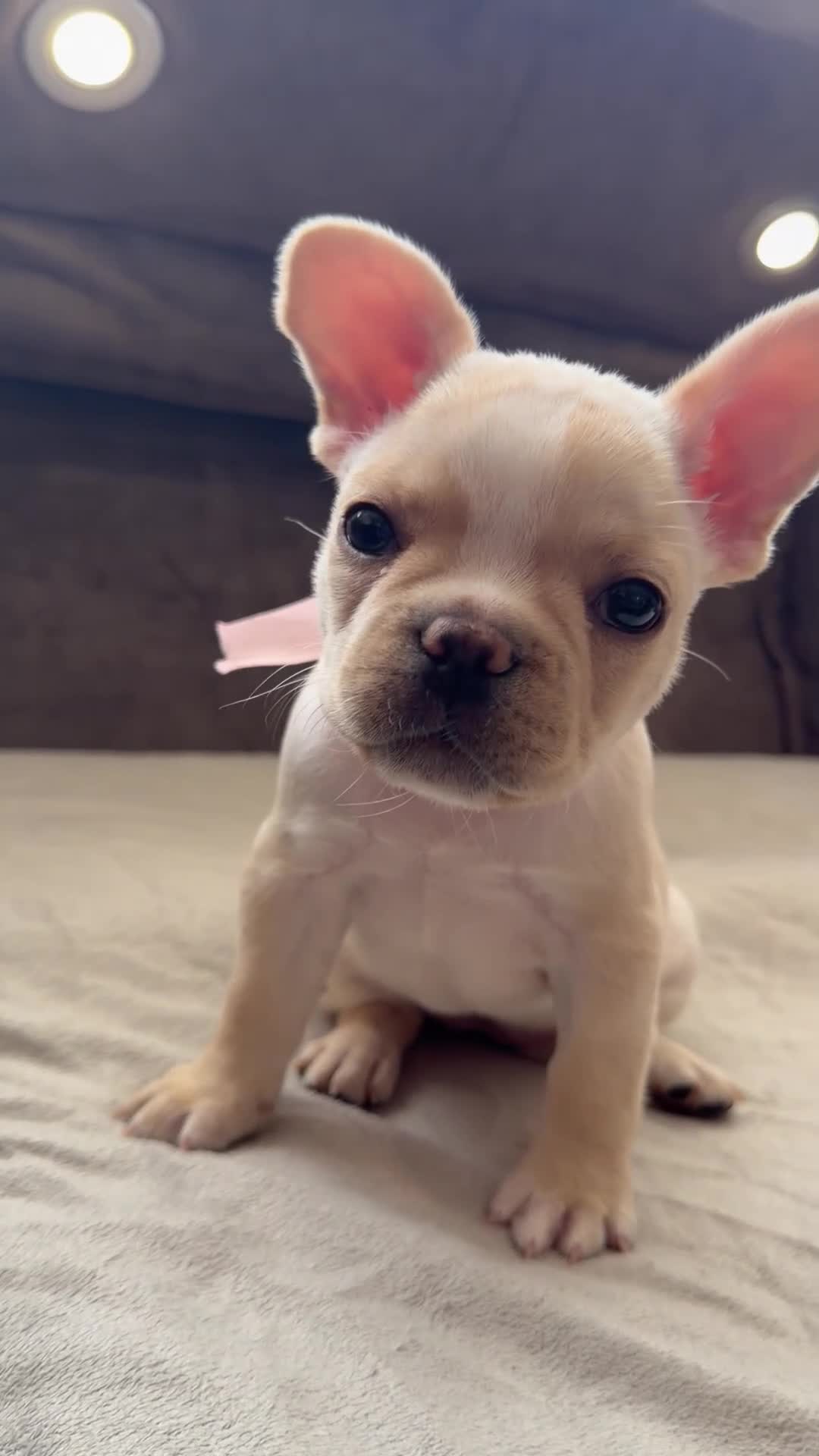 French Bulldog dogs for sale: ONLY 3 LEFT! Beautiful KC Reg French Bulldog Pups - Video 1