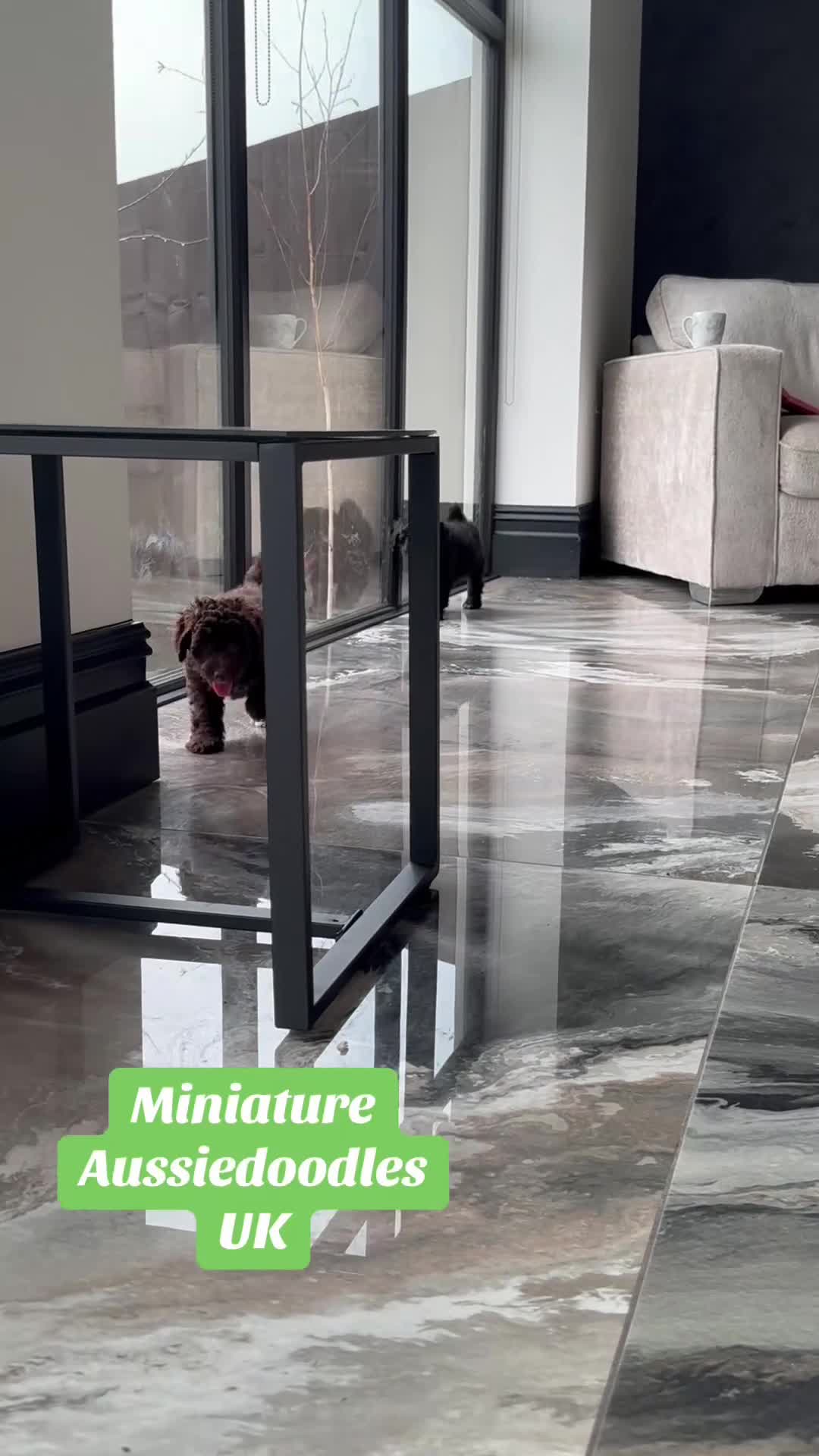 Aussiedoodle dogs for sale: LAST PUP! MINI AussieDoodle Pup 💙💙 - Video 1