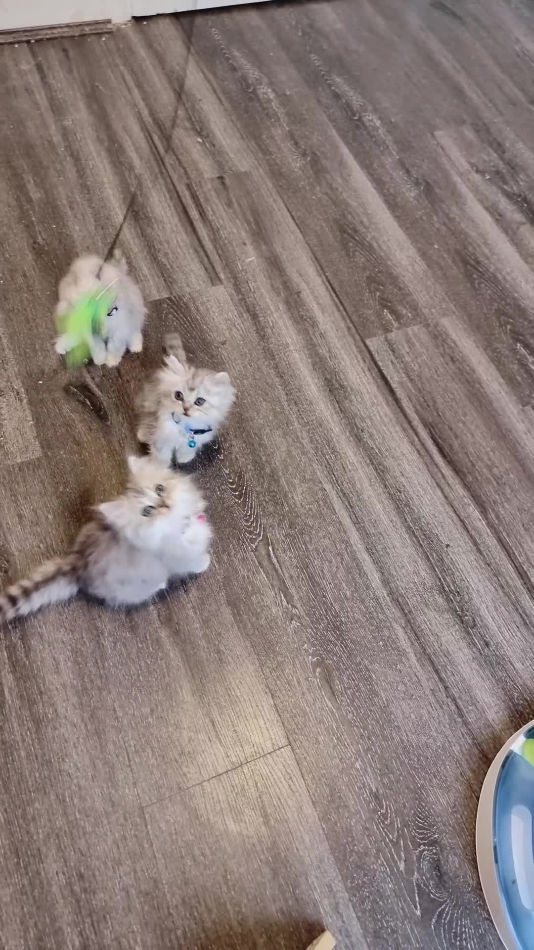 Persian cats for sale: Persian chinchilla  - Video 4