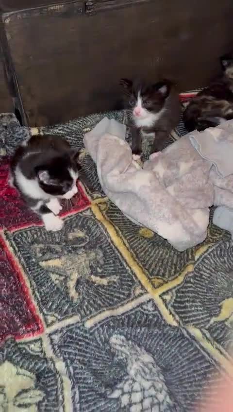 Mixed Breed cats for sale: Three beautiful kittens  **   - Video 1