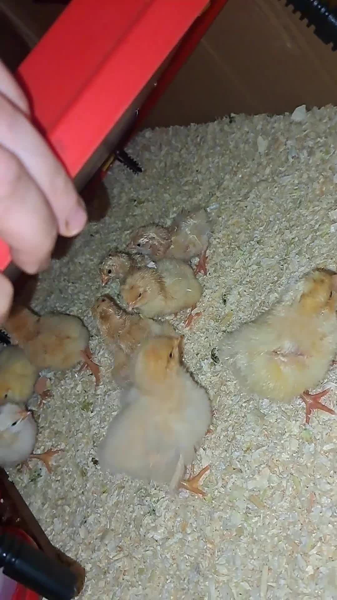 Chickens poultry for sale: Buff orpington chicks for sale  in Malton - Video 1