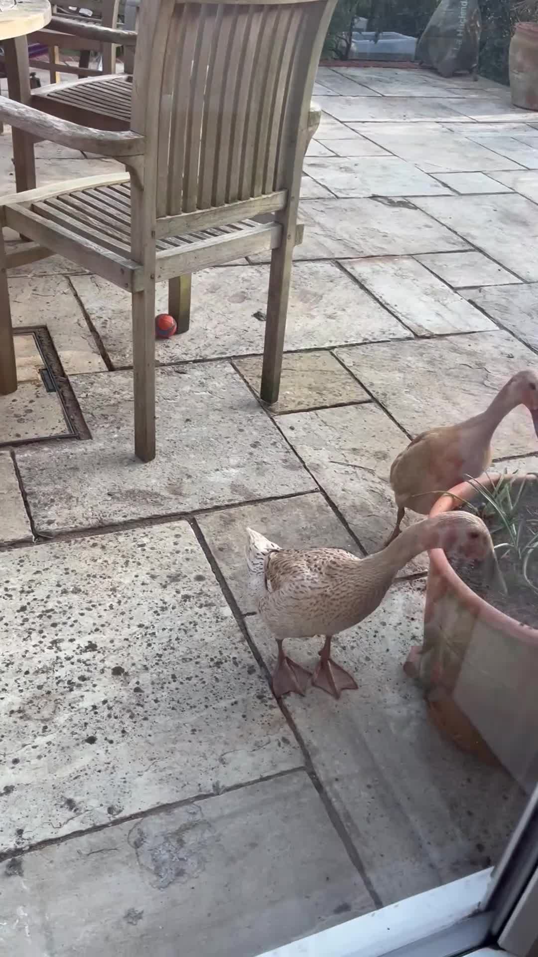 Ducks poultry for sale: 5 female ducks  in Petersfield - Video 3
