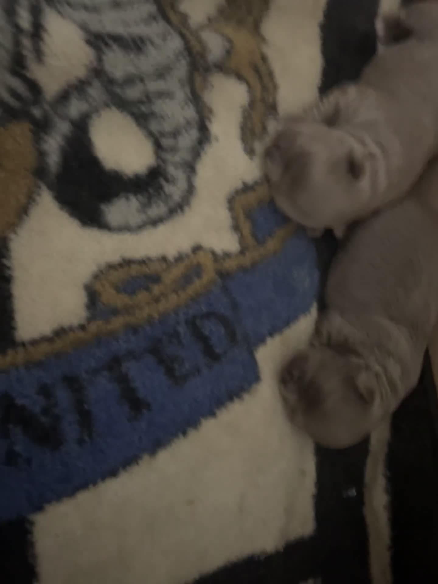 Chihuahua dogs for sale: Chihuahua long haired in Liverpool - Video 2