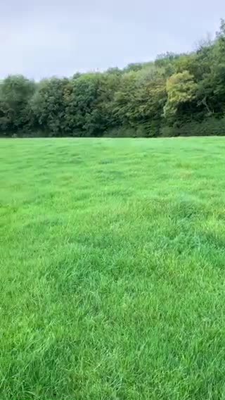 Labrador Retriever dogs for stud: Fox red Labrador for stud in Burnley - Video 2