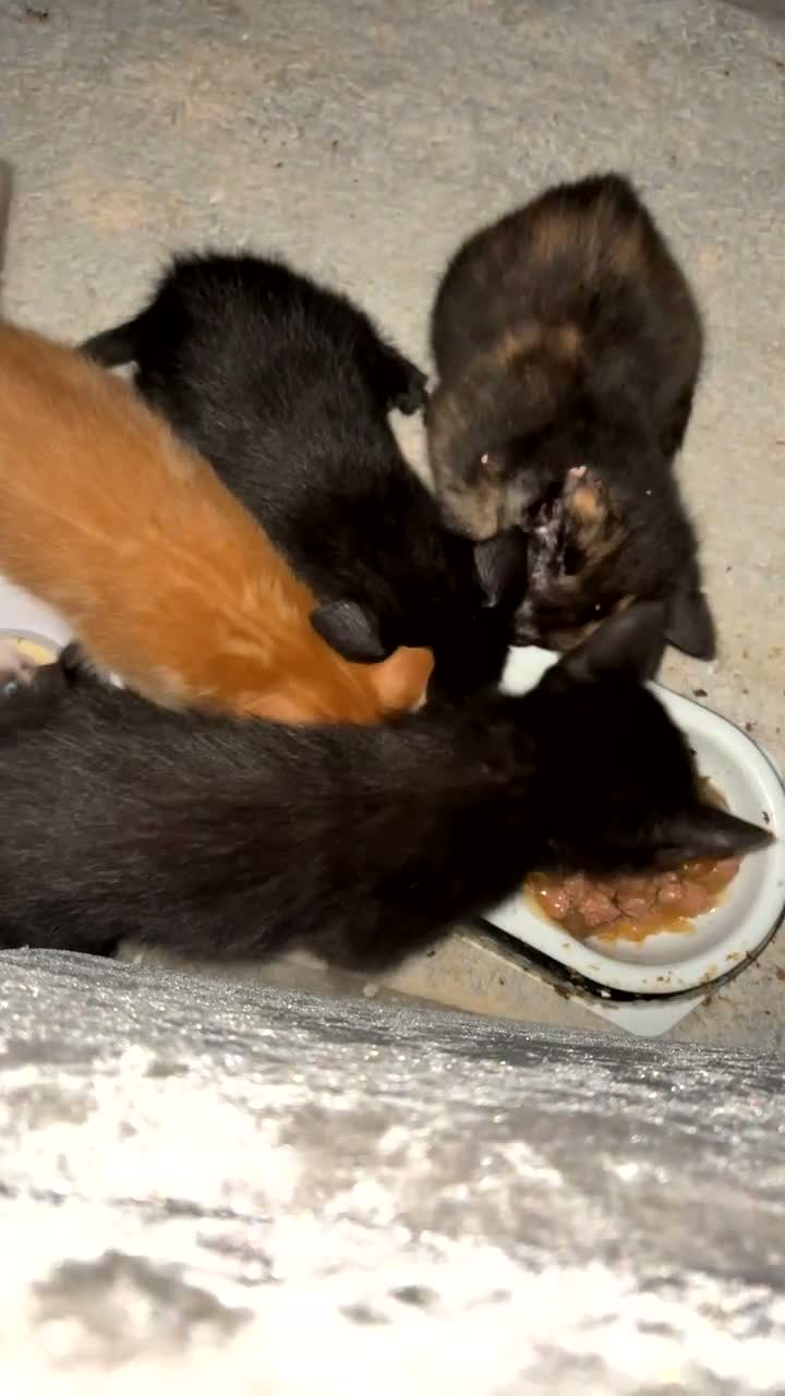 Mixed Breed cats for sale: 5 kittens for sale. prices vary..READ DESCRIPTION  - Video 1