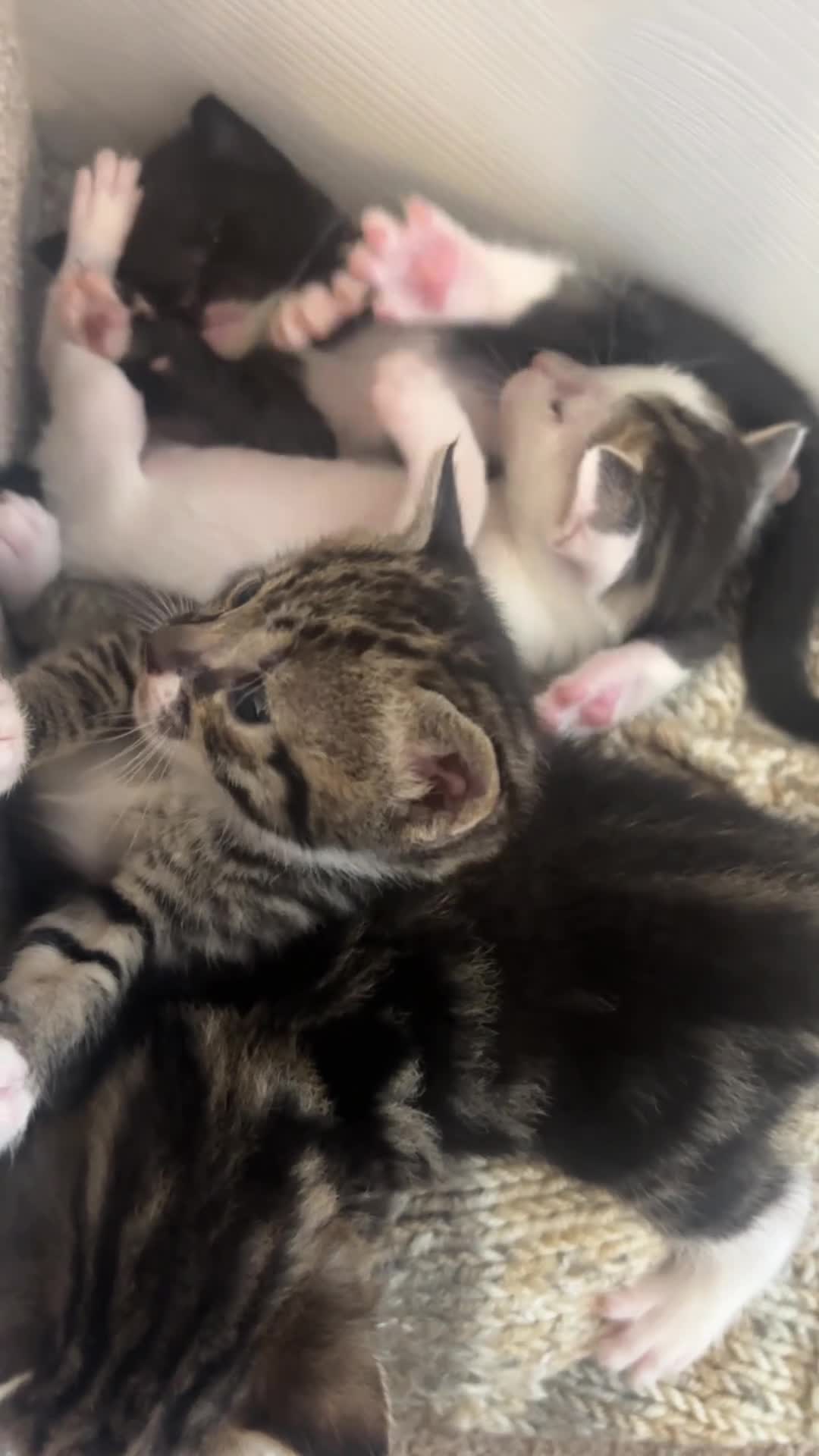Savannah cats for sale: F4 Savannah x British Shorthair Kittens Available - Video 1