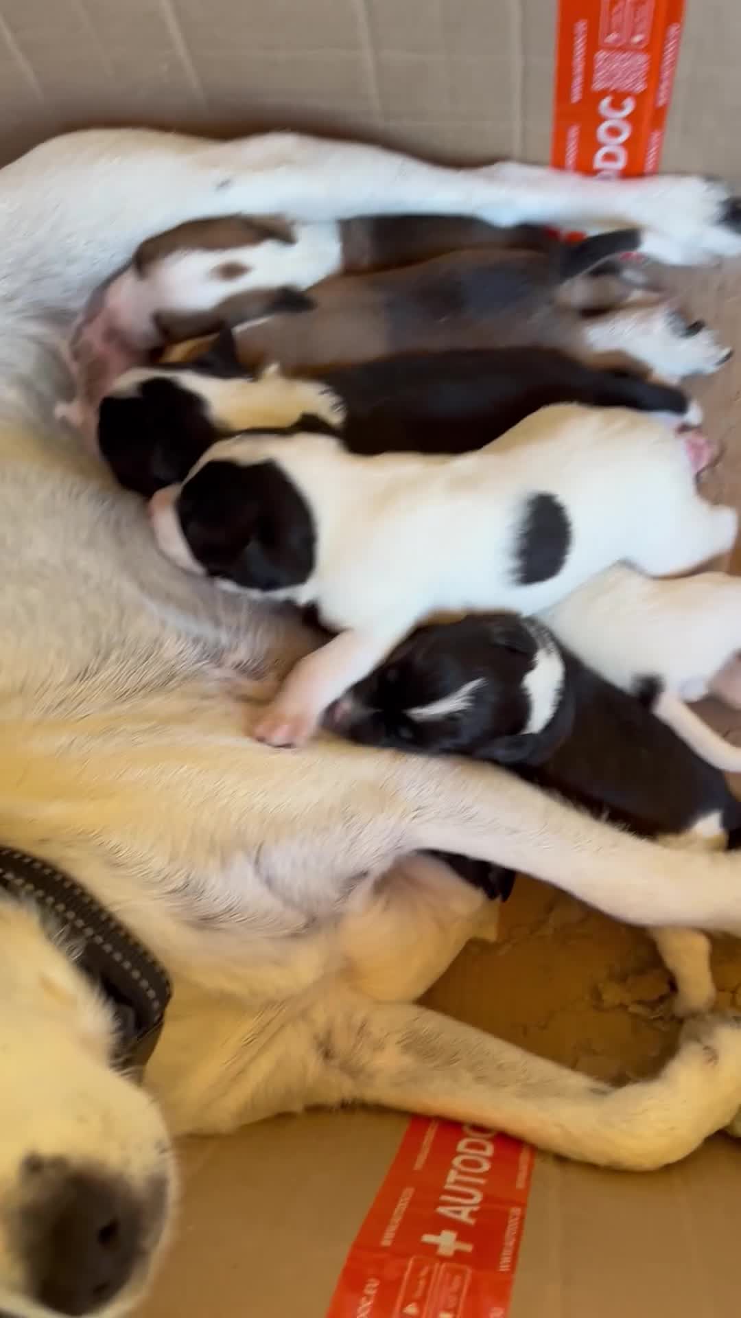 Mixed Breed dogs for sale: Cutest jack russell / spaniel / collie mix - Video 2