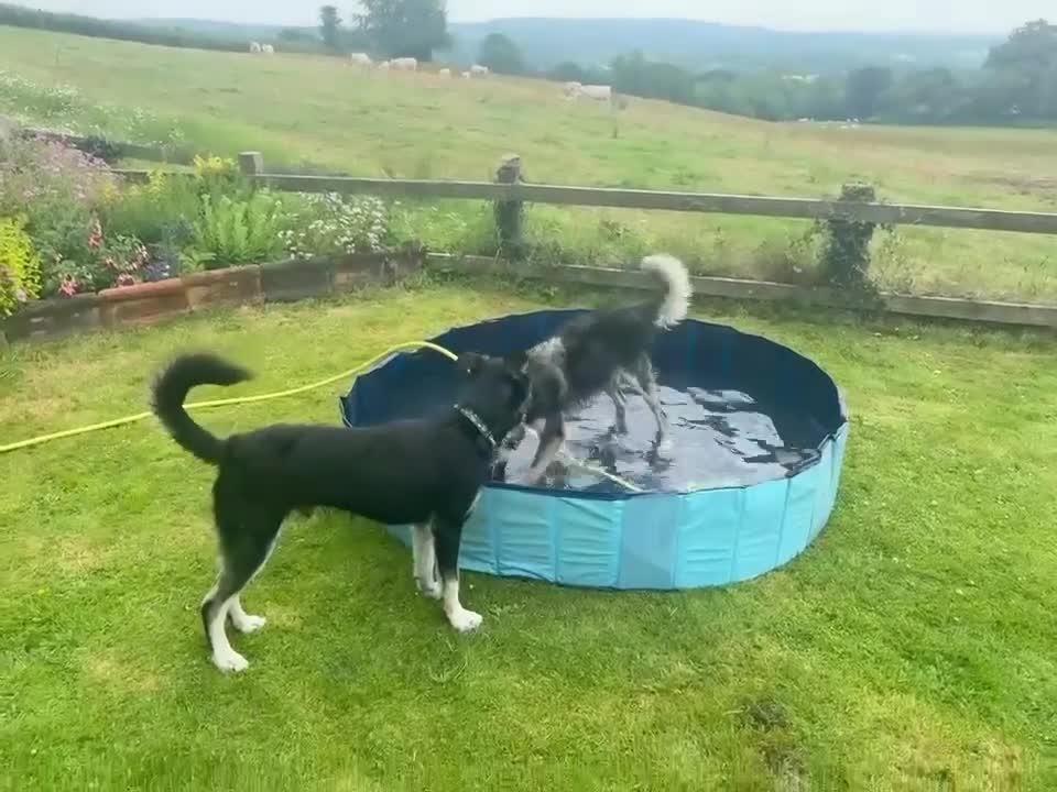 Mixed Breed dogs for adoption: Benji seeks forever home - Video 1