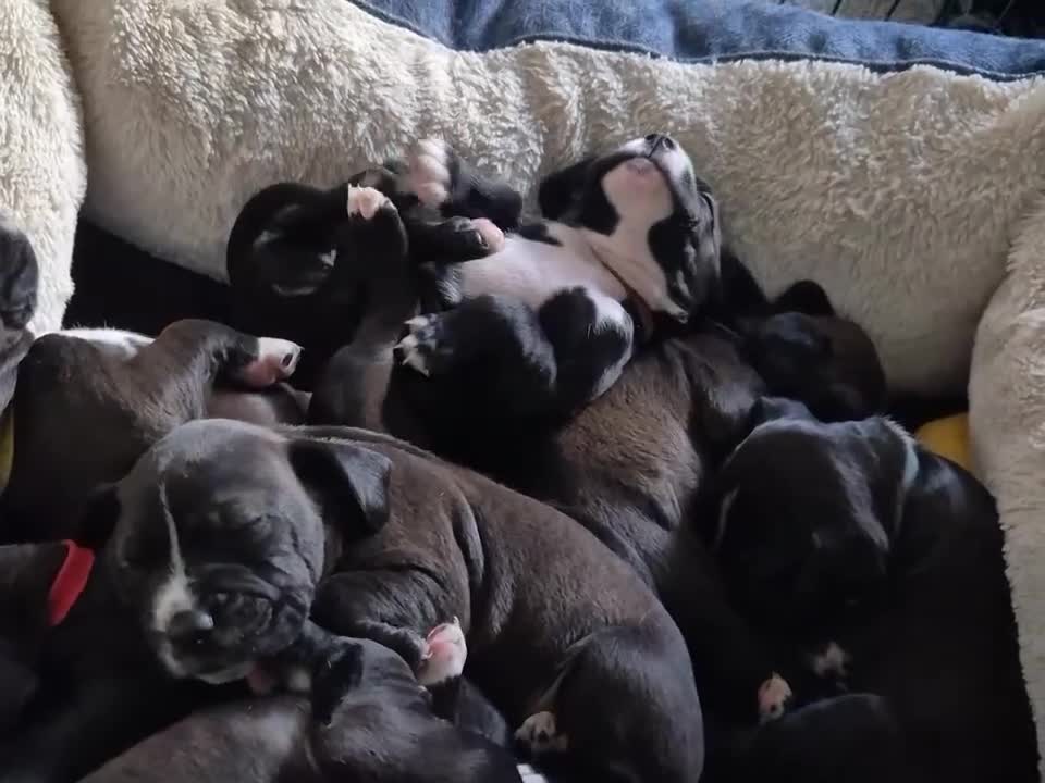 Mixed Breed dogs for sale: These are cocker cross Staffordshire bull  - Video 1