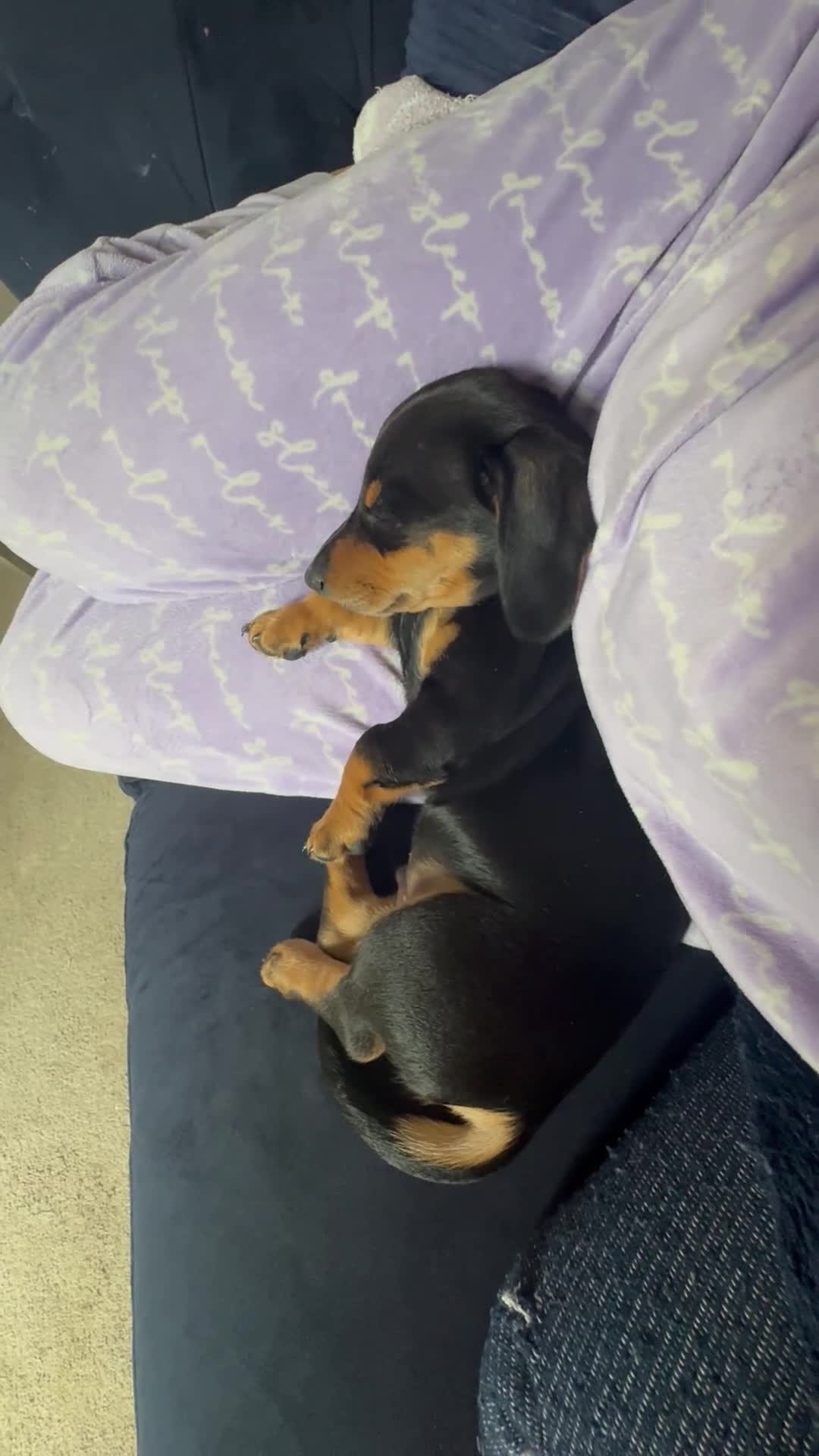 Miniature Dachshund dogs for sale: LAST LITTLE KC BLACK & TAN BOY AVAILABLE  - Video 1