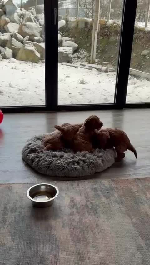 Cockapoo dogs for sale: Beautiful fox red cockapoo puppies for sale - Video 1