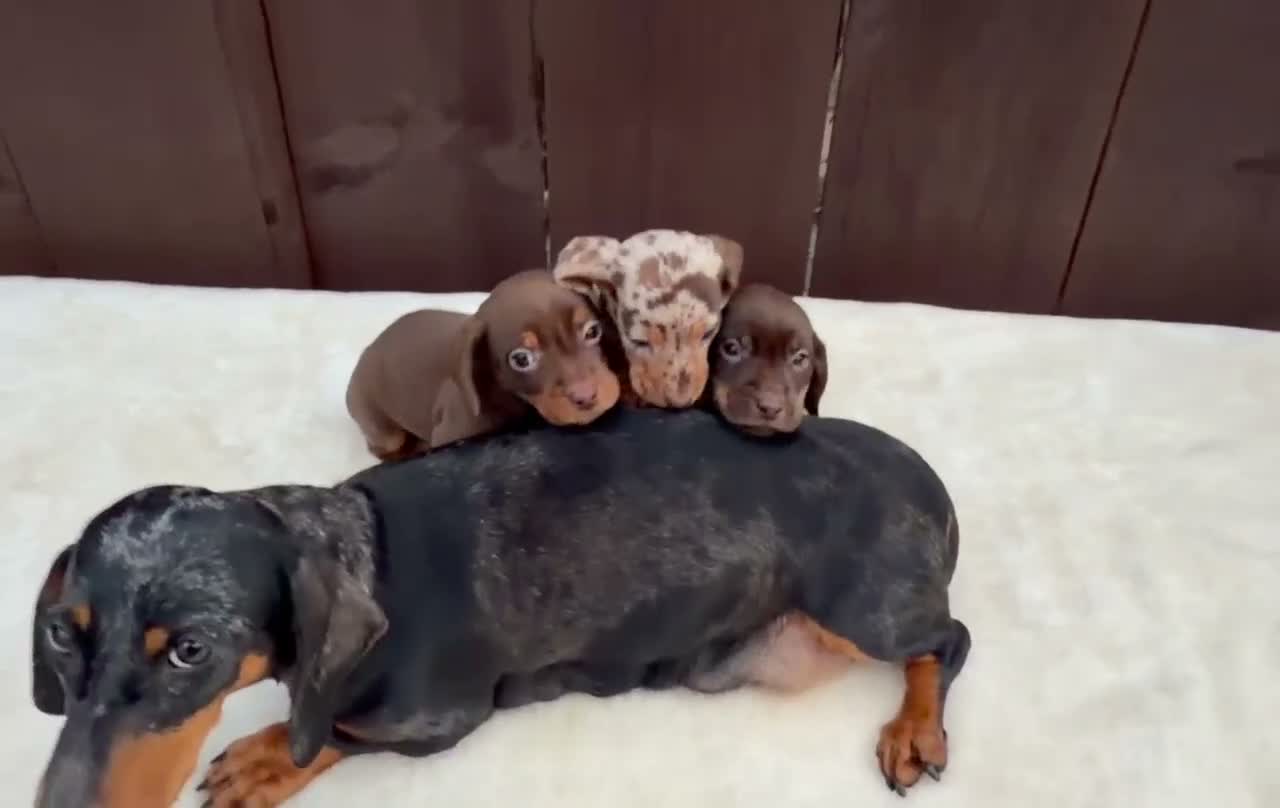 Miniature Dachshund dogs for sale: Dachshund puppies 2 boys 1 girl  - Video 1