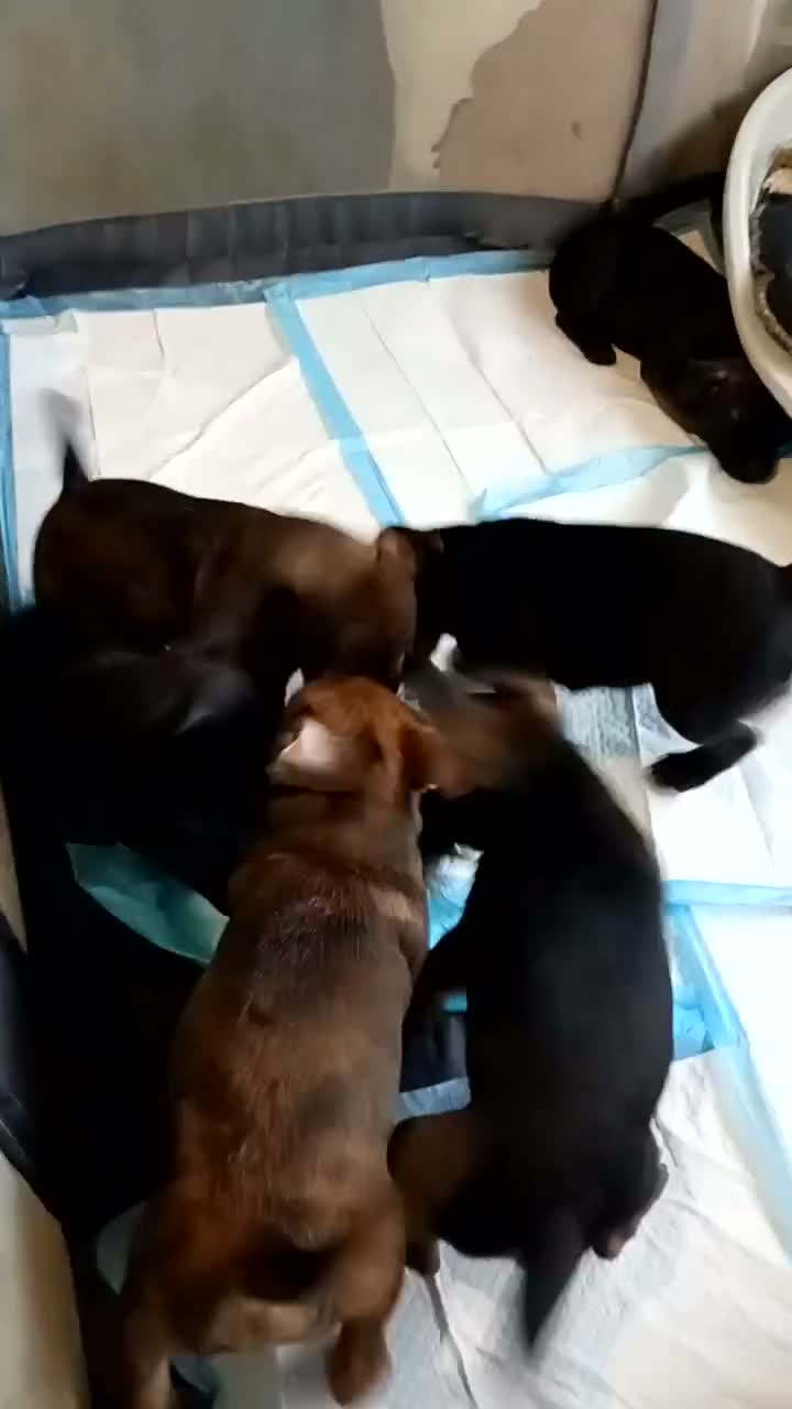 Patterdale Terrier dogs for sale: 6 male patterdale puppies  in Hartlepool - Video 1