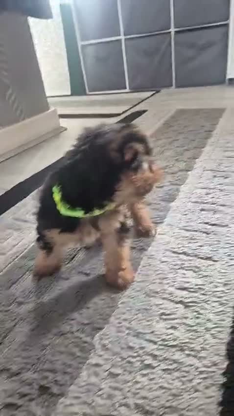 Yorkshire Terrier dogs for sale: 💙 Yorkshire Terrier Puppies 💙 Boys left only 💙 - Video 2