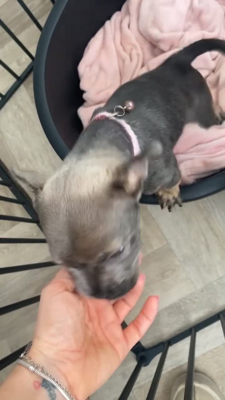 Mixed Breed dogs for sale: Shar Pei x French Bulldog puppy - Video 1