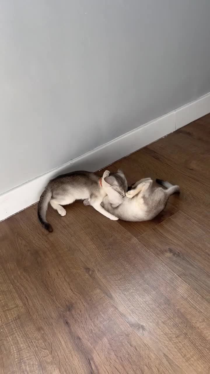 Abyssinian cats for sale: Silver Abyssinian kittens  - Video 1