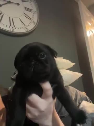 Frug dogs for sale: 5 pug puppies  - Video 2