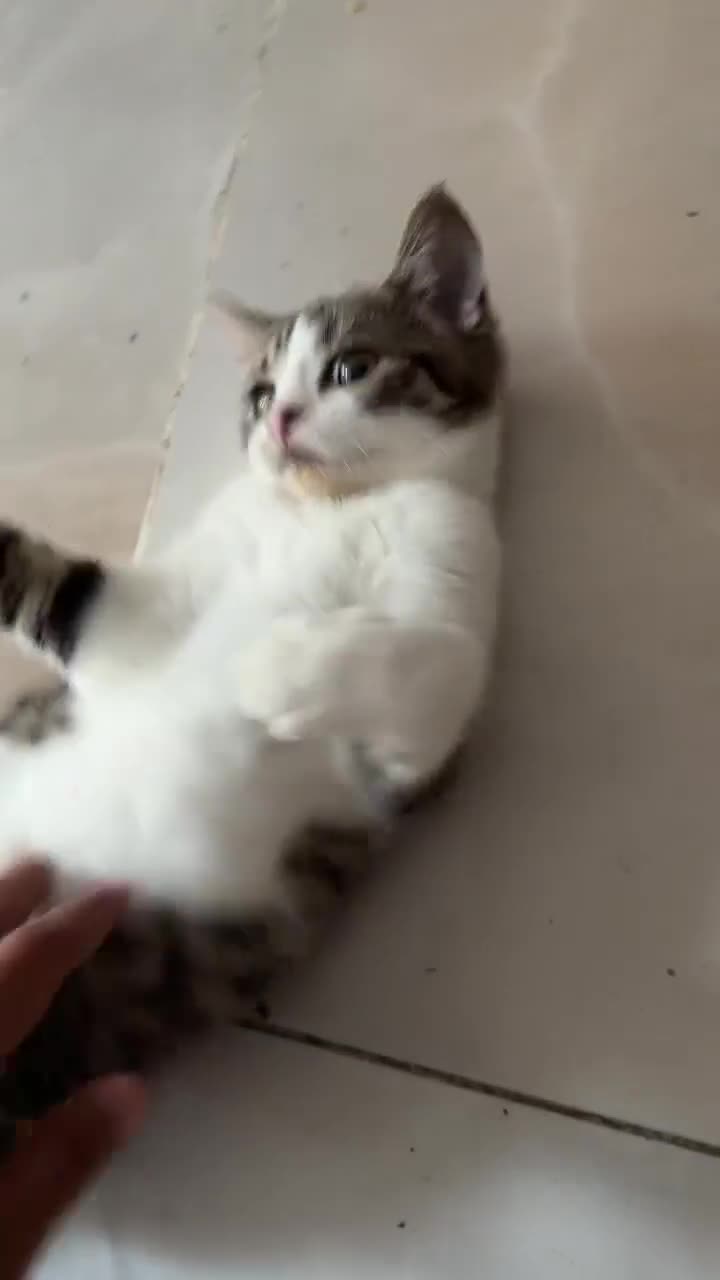 British Shorthair cats for sale: PURE BSH BOY KITTEN - ONLY £75! in Uxbridge - Video 4