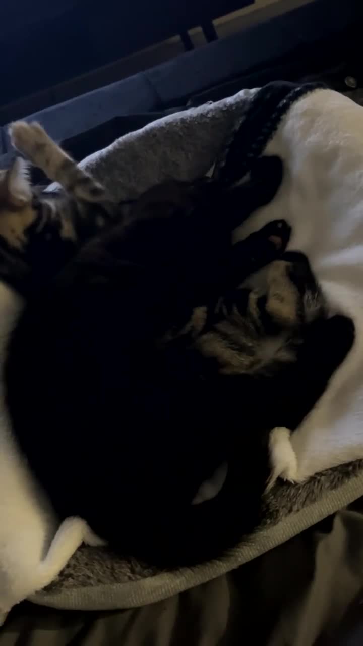 Bengal cats for sale: Binx and Thumbelina  - Video 1