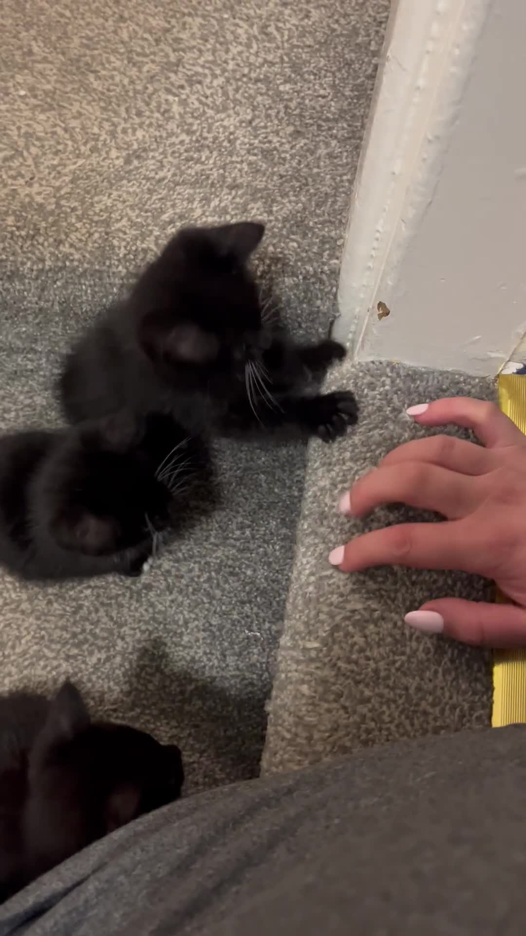 British Shorthair cats for sale: Black and white kittens for sale  - Video 1