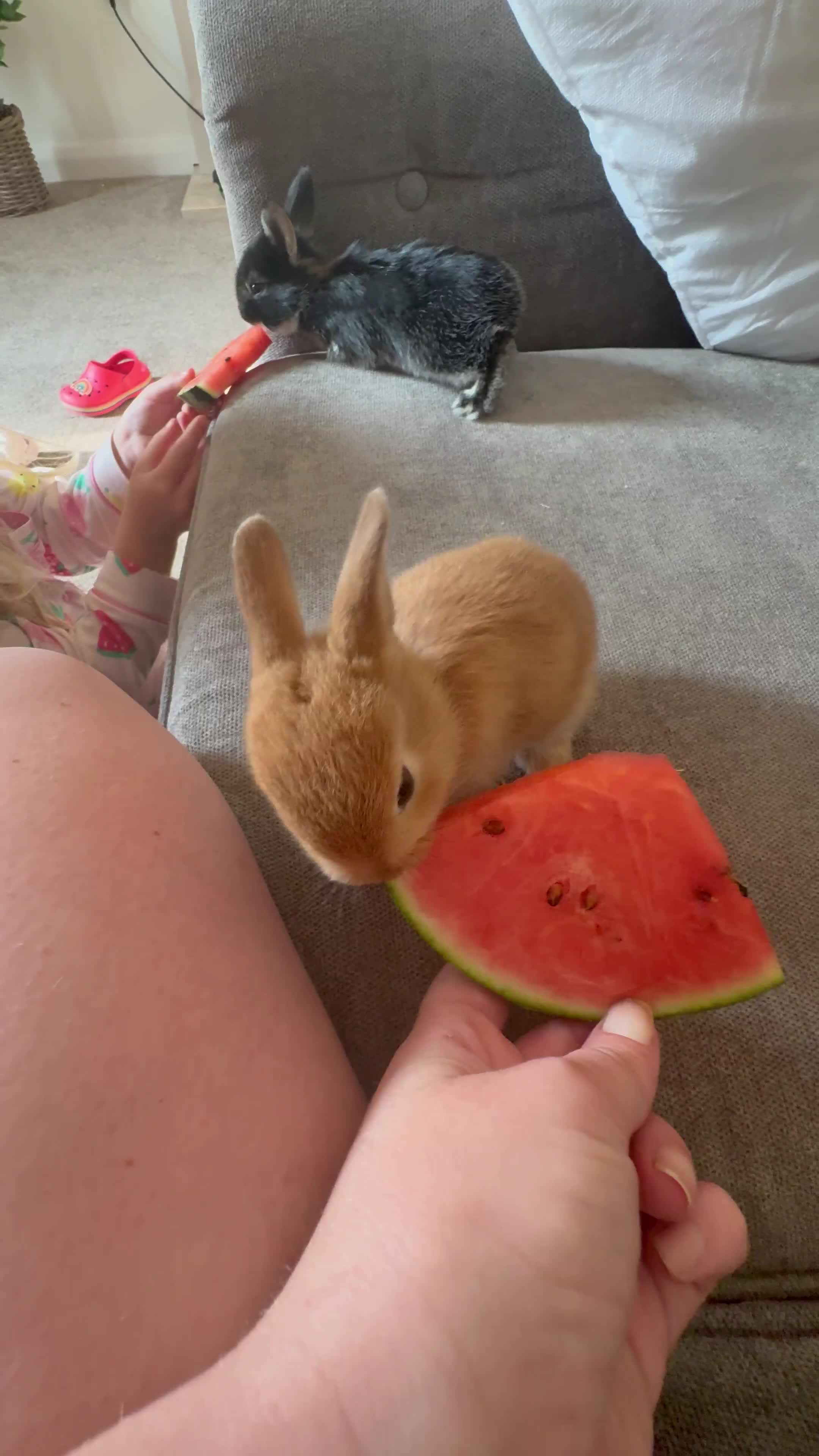 Rex rabbits for sale: Rex cross Mini Lop  - Video 1