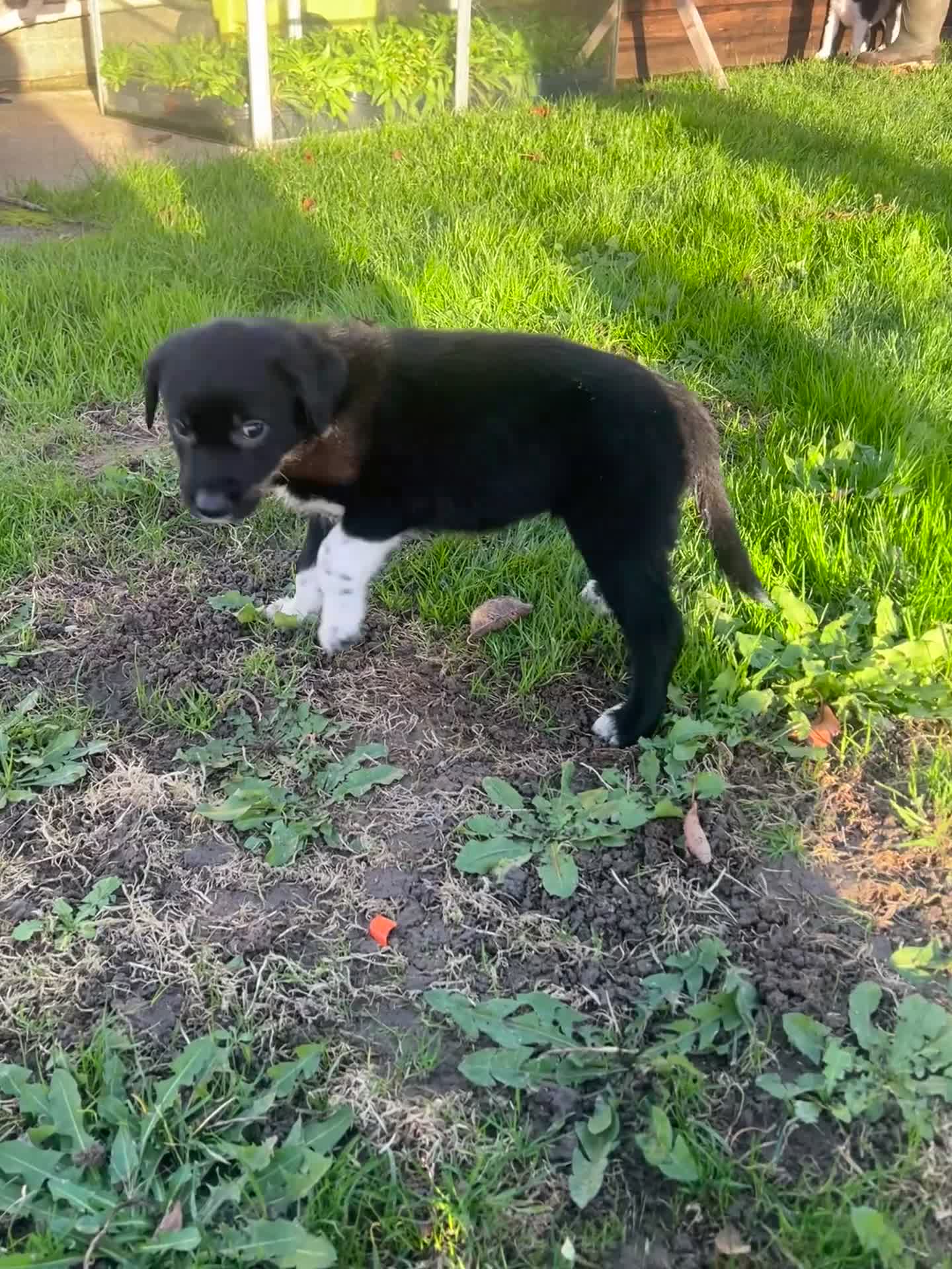 Border Collie dogs for sale: Sheepdog puppies - Video 2