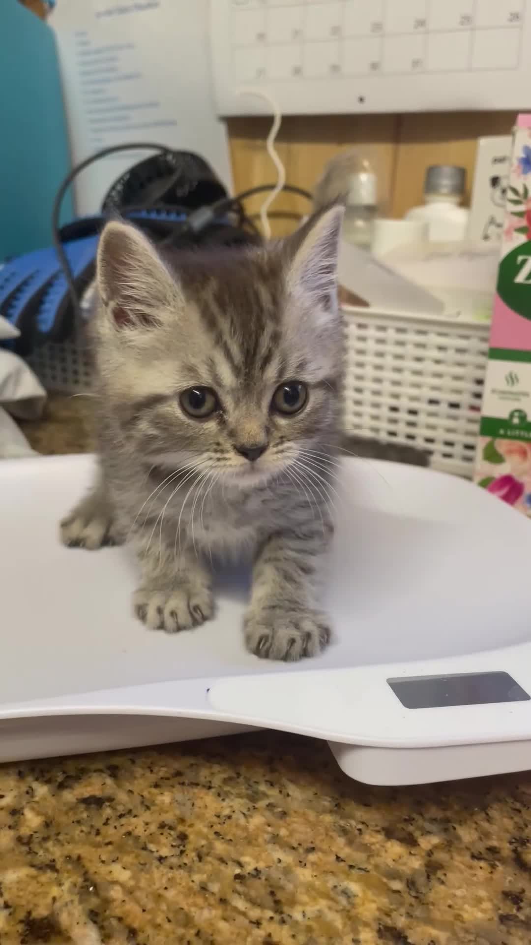Mixed Breed cats for sale: Chocolate box kittens! - Video 1