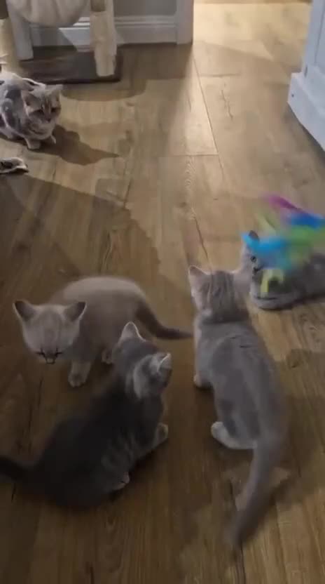 British Shorthair cats for sale: Beautiful Kittens- British Shorthair X Maine Coon - Video 1