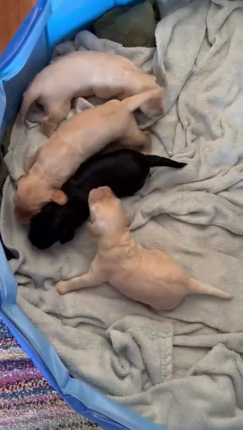 Cocker Spaniel dogs for stud: Show Type Cocker Spaniel For Stud  in Barnsley - Video 1