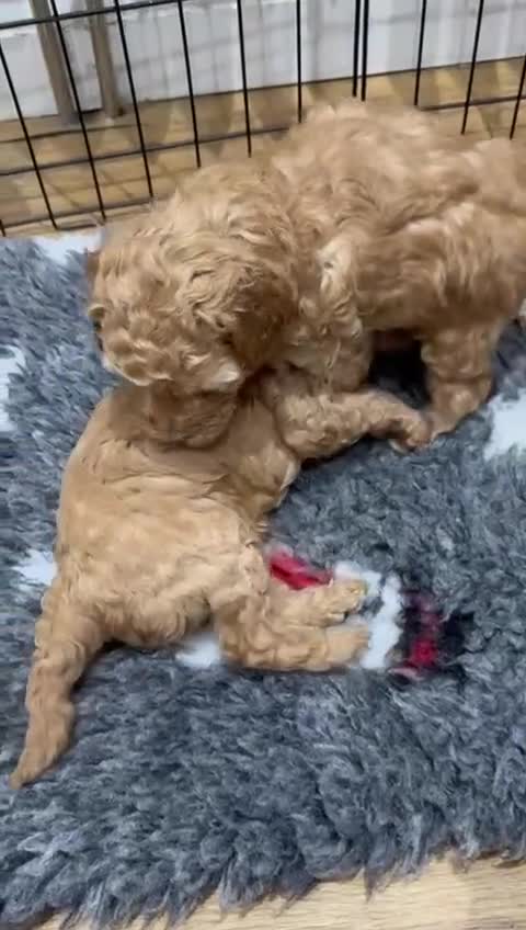 Cavapoo dogs for sale: Two Gorgeous light red Cavapoo Boys  - Video 2