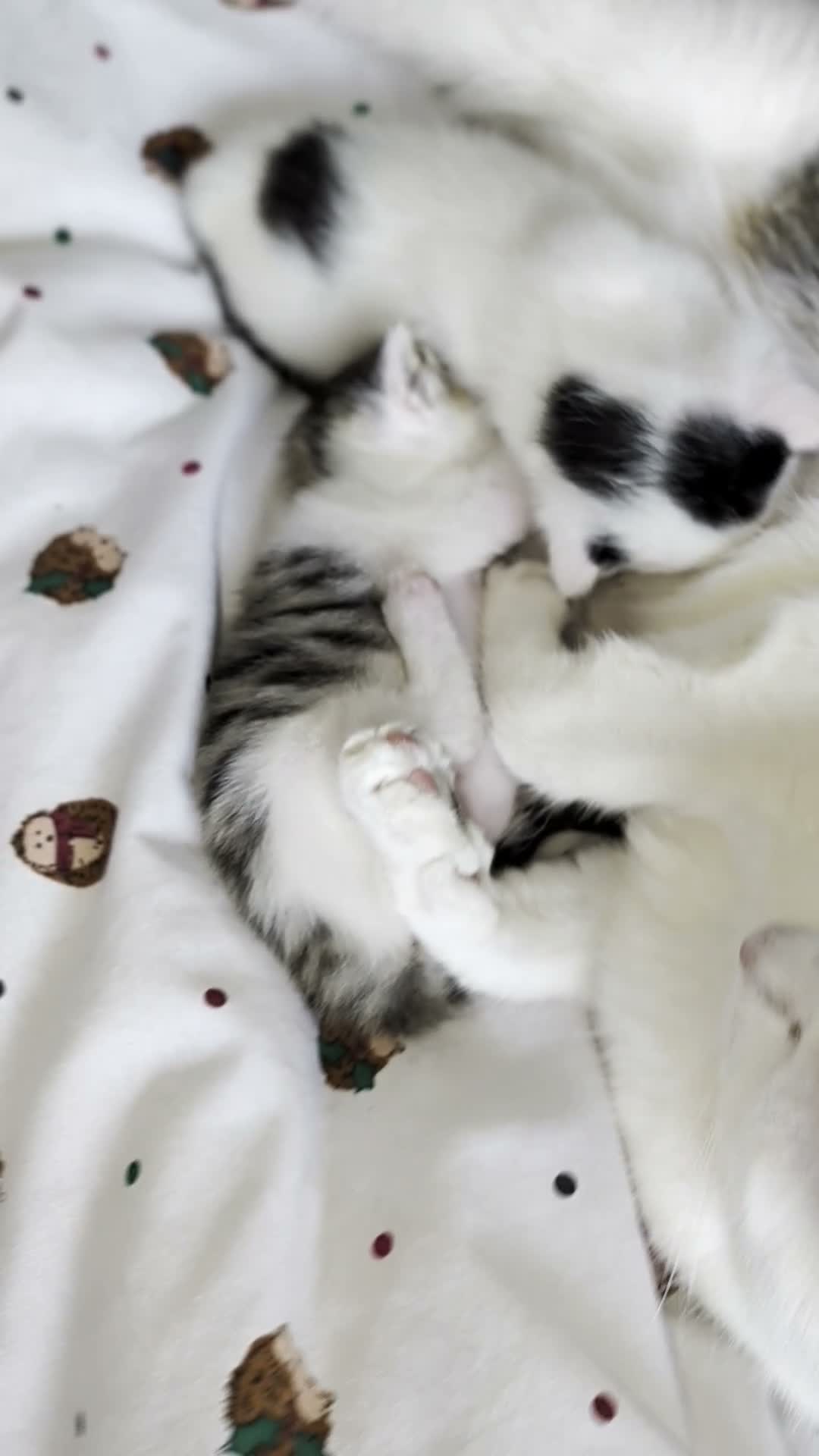 Mixed Breed cats for sale: 2 female kittens to go to a good home  in Macclesfield - Video 1