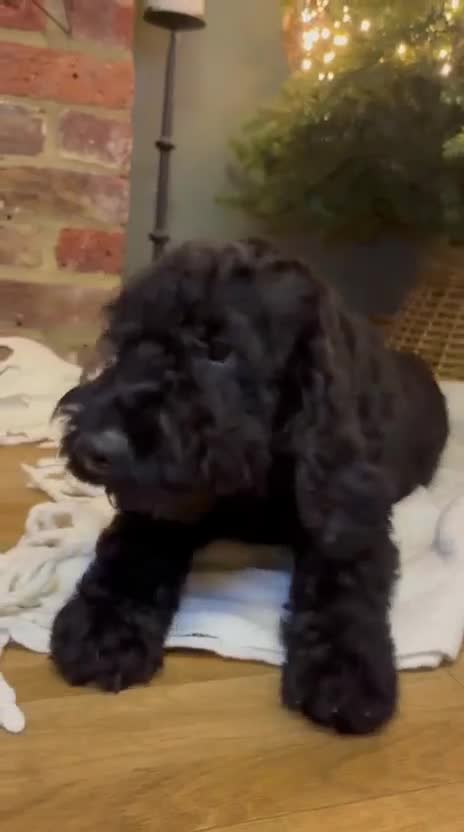 Labradoodle dogs for sale: Labradoodle  - Video 1