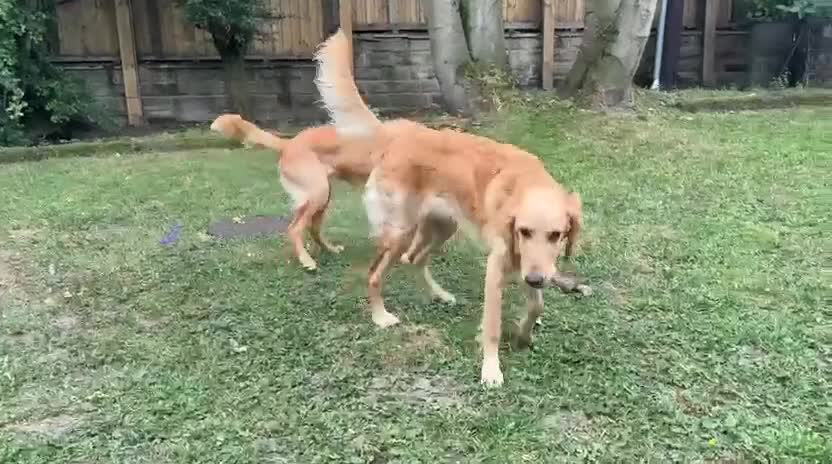 Goldendoodle dogs for sale: PARENTS ARE FROM SUPER HEALTH TESTED LINEAGE  - Video 5