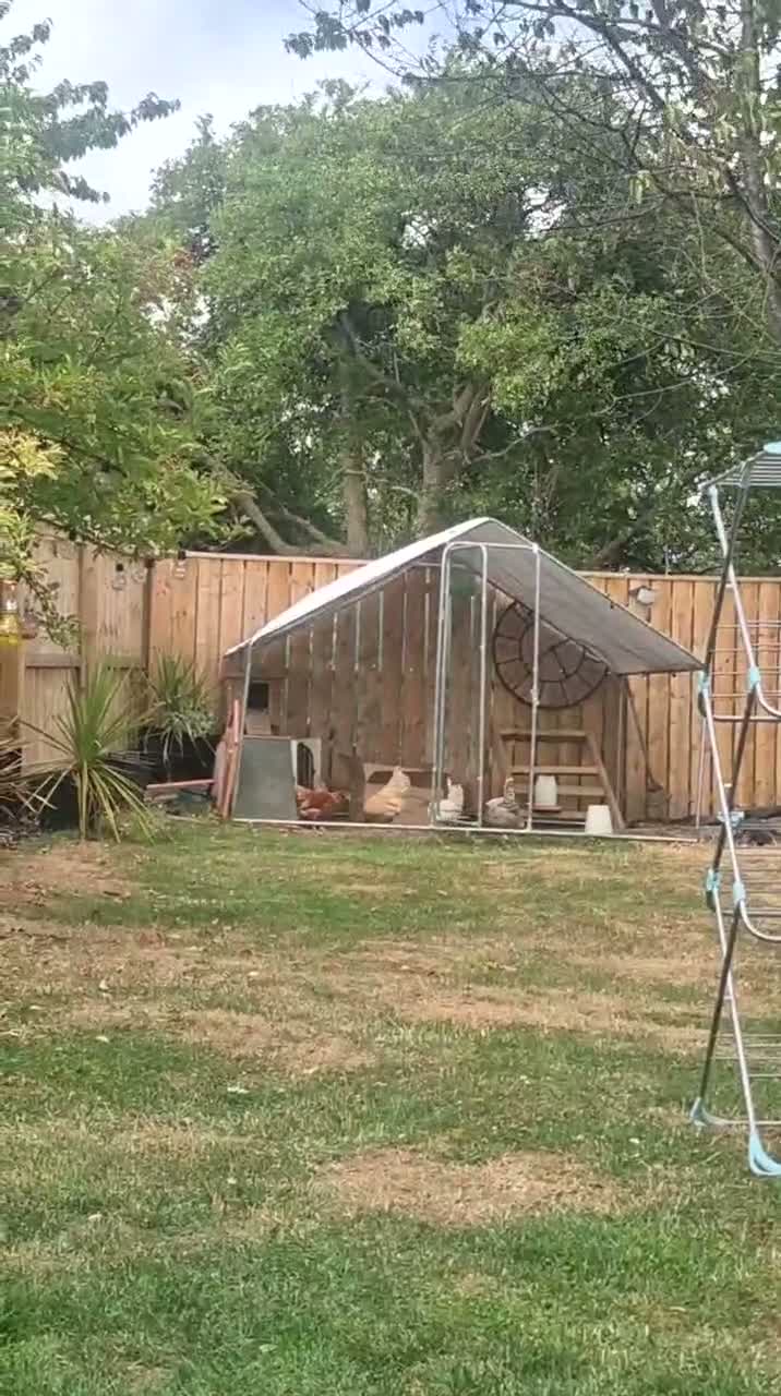 Chickens poultry for sale: Chickens for free  in Newcastle upon Tyne - Video 2