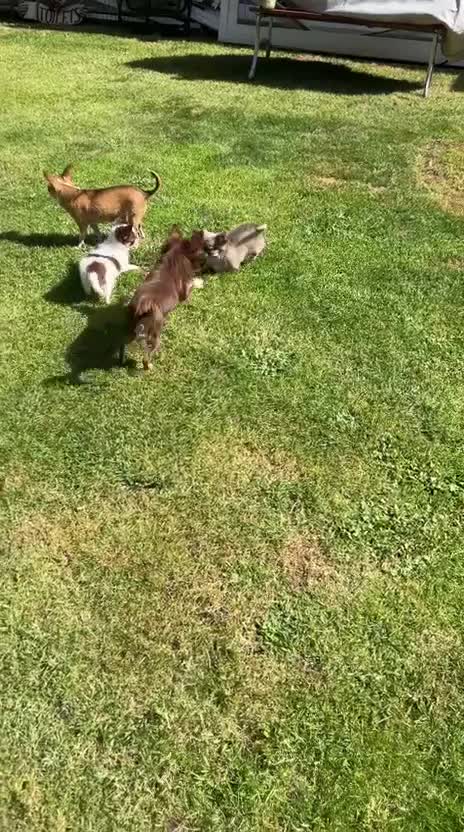 Chihuahua dogs for sale: Chihuahua teacup - Video 4