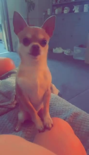 Chihuahua dogs for stud: For stud only  - Video 1
