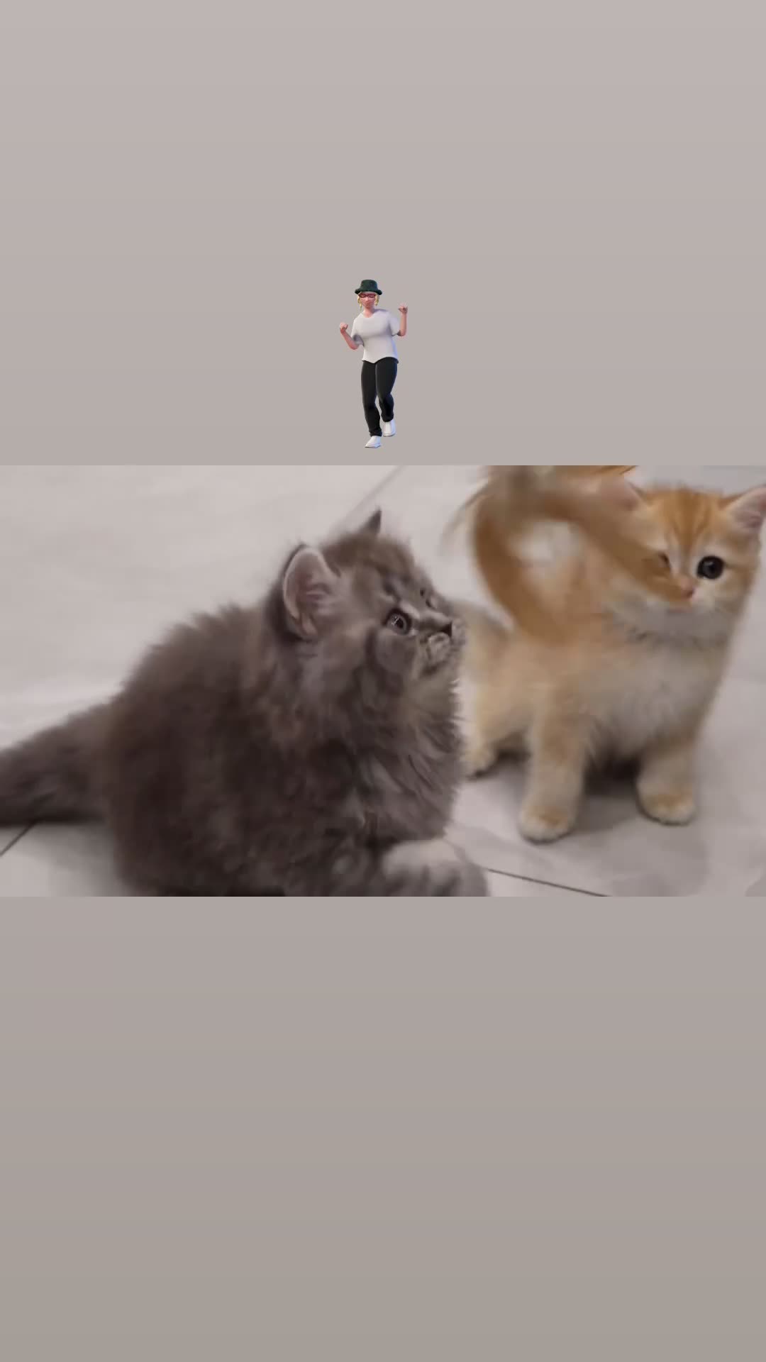 British Shorthair cats for sale: Champion Bloodlines BSH kittens  - Video 2
